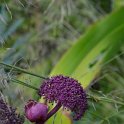 Angelica gigas